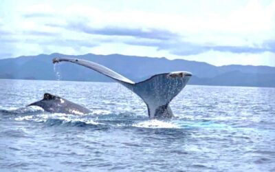 Whale Watching gallery