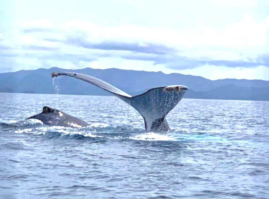 Whale Watching gallery