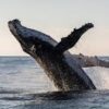 Whale Watching Tour – (4 Hours)