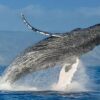 Whale Watching Tour – (4 Hours) - Image 4
