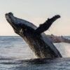 Whale Watching Tour – (4 Hours) - Image 2