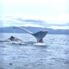 Whale Watching Tour – (4 Hours) - Image 5