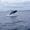 Whale Watching Tour – (4 Hours) - Image 6