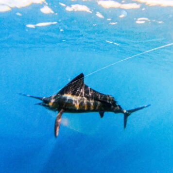 8ab5a3c3-7568-479c-bb00-27a4b41c0579